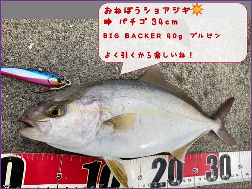 ショッコの釣果