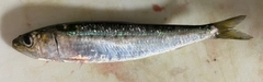 イワシの釣果