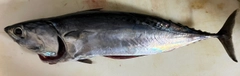 ソウダガツオの釣果
