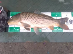 コイの釣果