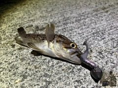 ソイの釣果