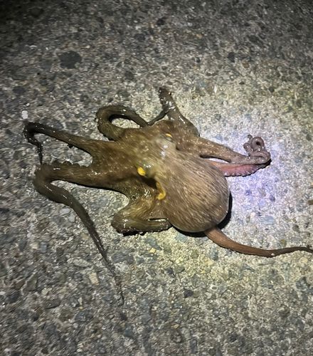 タコの釣果