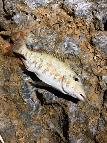 ハマフエフキの釣果