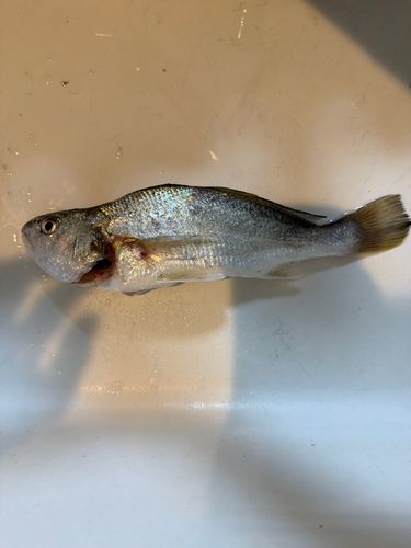 イシモチの釣果