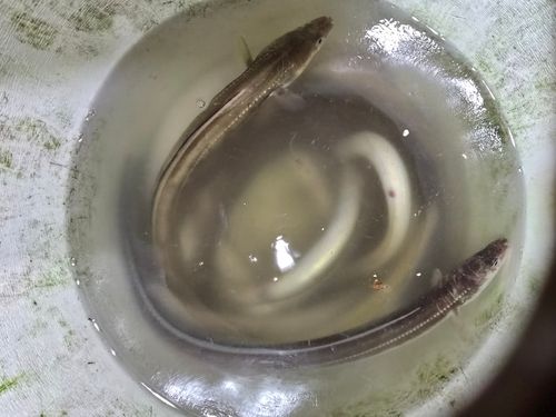 アナゴの釣果