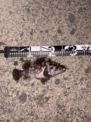 ハチガラの釣果