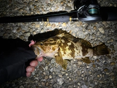 タケノコメバルの釣果