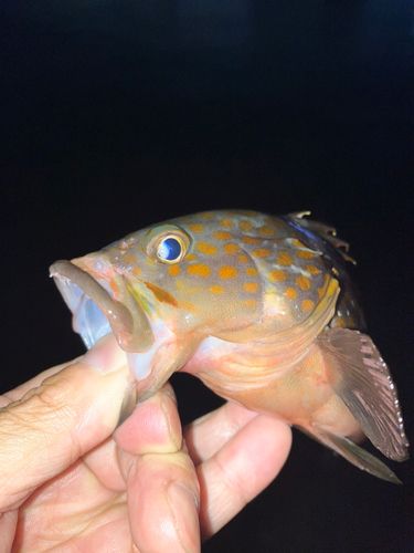 アコウの釣果