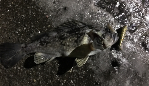 クロソイの釣果