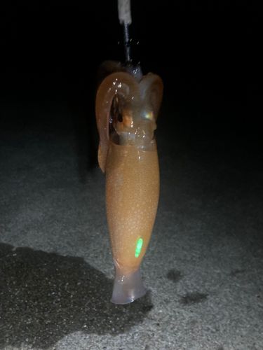 スルメイカの釣果