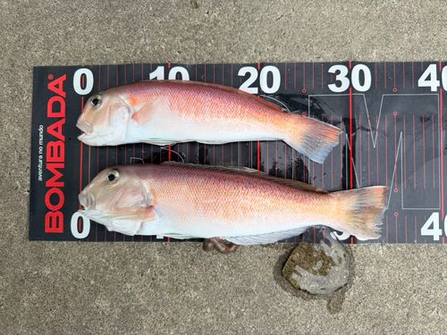 シロアマダイの釣果