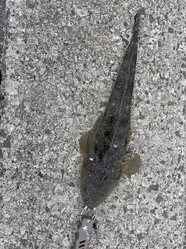 スズキの釣果・釣り情報まとめ【2026年最新】 - アングラーズ | 釣果