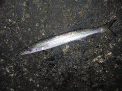 カマスの釣果
