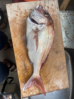 タイの釣果
