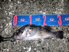 クロソイの釣果