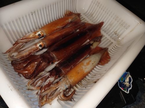 イカの釣果