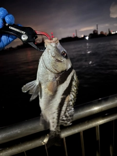 コショウダイの釣果