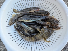 マハゼの釣果