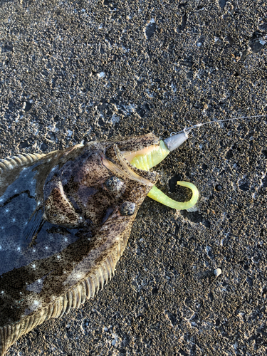 ヒラメの釣果