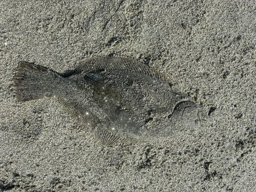 ソゲの釣果