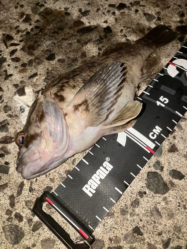 ソイの釣果