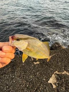ショゴの釣果