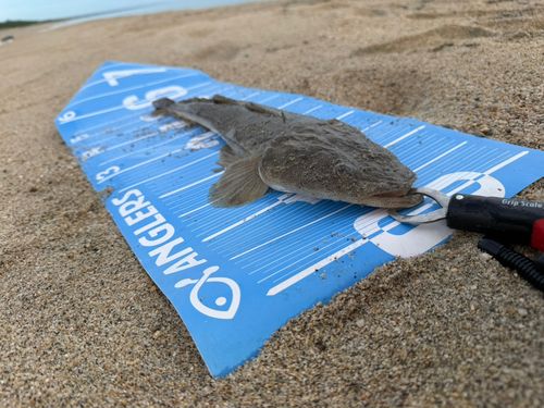 マゴチの釣果