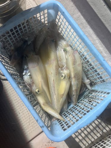 アカイカの釣果