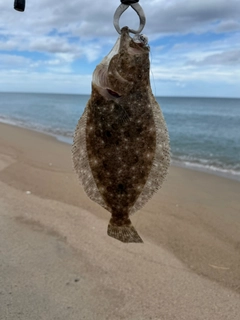 ソゲの釣果