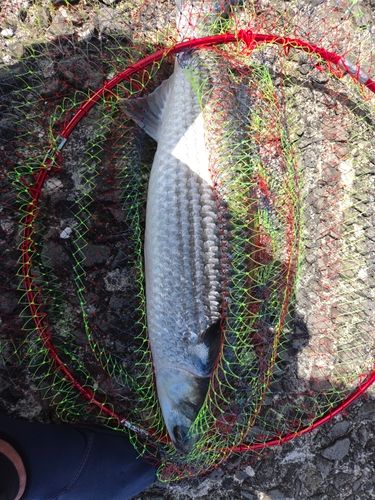 ボラの釣果