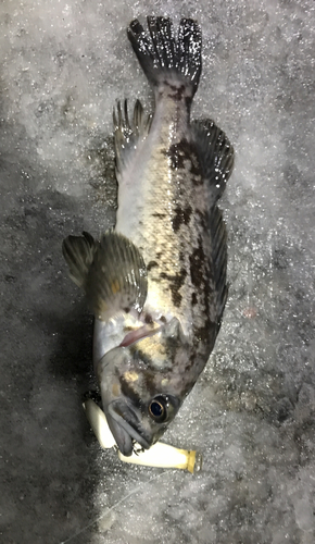 クロソイの釣果