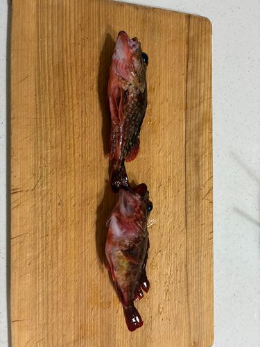 ガシラの釣果