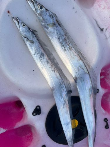 タチウオの釣果