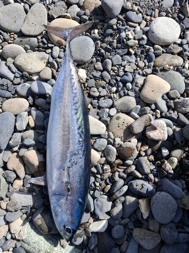 ソウダガツオの釣果