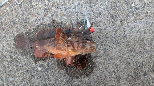 ハオコゼの釣果