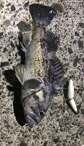 クロソイの釣果