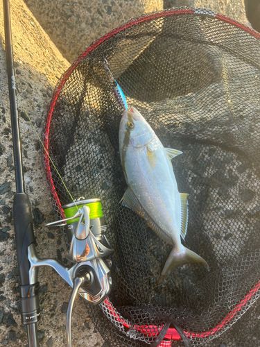 ショゴの釣果