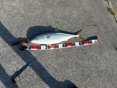 ワラサの釣果