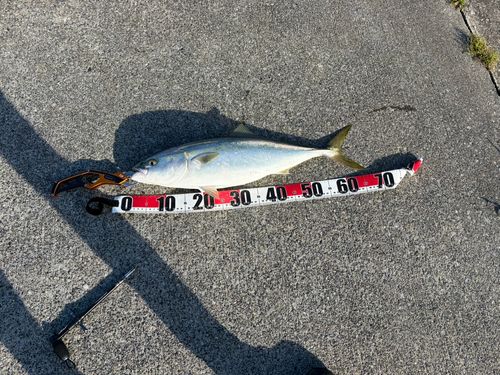 ワラサの釣果