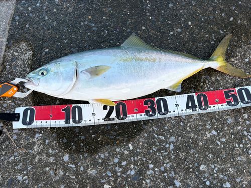 イナダの釣果