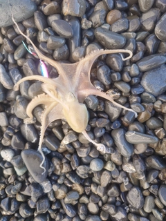 タコの釣果