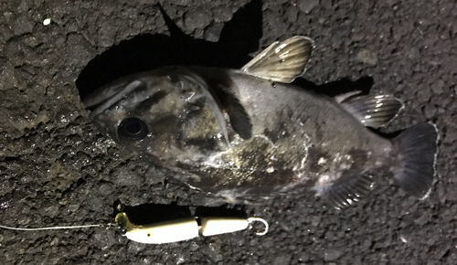 クロソイの釣果