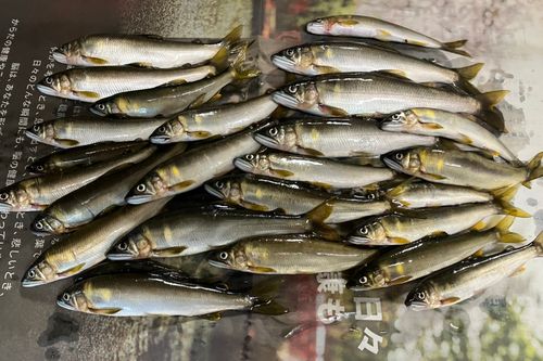 ノーバイトノーフィッシュ No Bite, No Fish さんの釣り人プロフィール