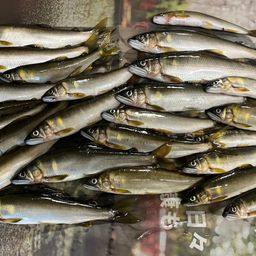 No Bite, No Fish さんの釣り人プロフィール - アングラーズ | 釣果600
