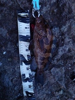 オオモンハタの釣果