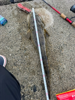 マゴチの釣果