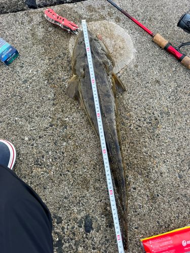 マゴチの釣果