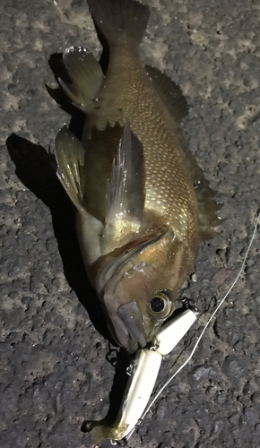 エゾメバルの釣果