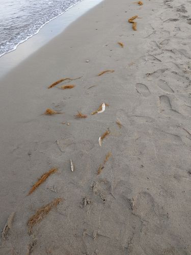 キスの釣果