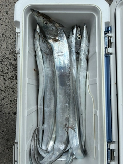 タチウオの釣果